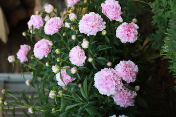 Obraz premium pink white delicate fluffy peonies in the garden near the house, refreshing aroma of natural flowers , flowers from the flowerbed