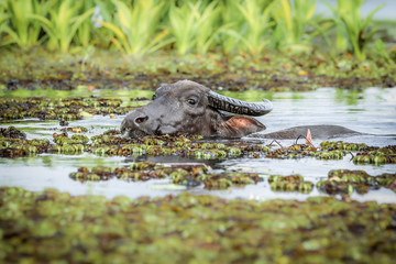 Water buffalo with beautiful horns swimming in river, Thale Noi wetland, Thailand