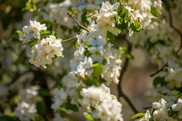 Beautiful white apple blossom in spring time in Prague