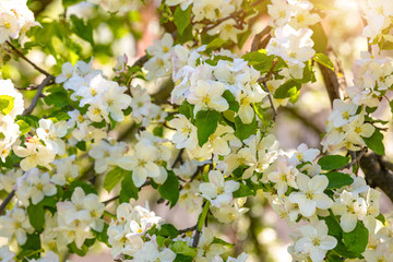 Beautiful white apple blossom in spring time in Prague