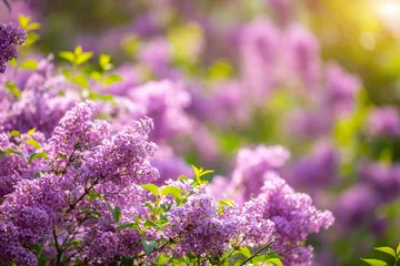  Beautiful Syringa vulgaris or lilac blossom in spring time in Prague © dtatiana