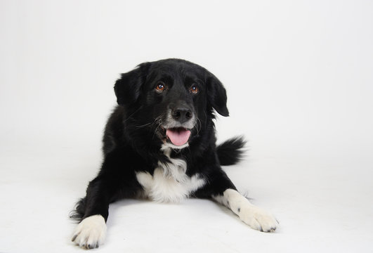 Boarder Collie Border Colie Hund