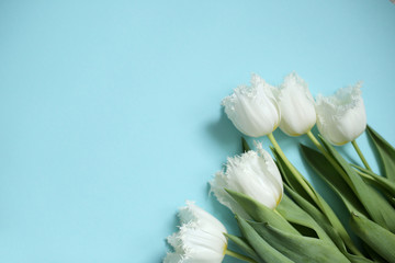 White flowers on the blue background. Spring greeting card. Tulips borderd banner. Minimal stile. Copy space for text.