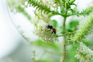 Top photo of a tree with white flowers and a small bee