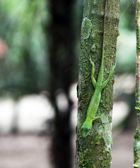green lizard in a natural environment in a nature park