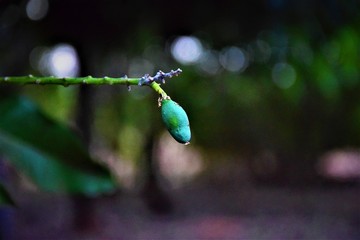 Um bebê na natureza
