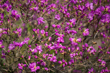 Rhododendron blooms in spring