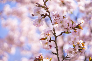 Sakura flowers bloom in spring