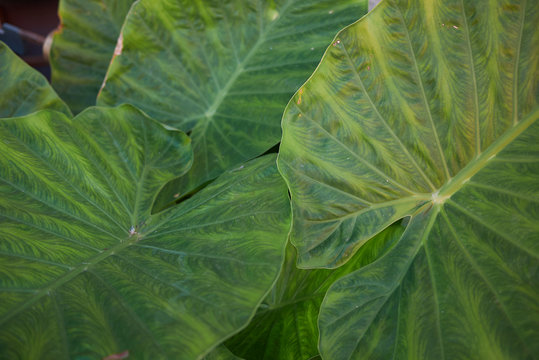 Colocasia Gigantea