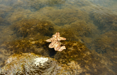 wasser, meer, natur, herbst, fels, piter, ozean, blau, fluss, see, fall, landschaft, clear, fels, küste, wald, unter wasser, green, baum, farbe, baum, blatt, abstrakt, schön