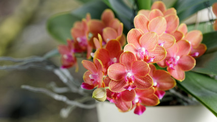 Fototapeta na wymiar Lush orange medium-sized orchid in ceramic pot closeup. Home and garden flowers