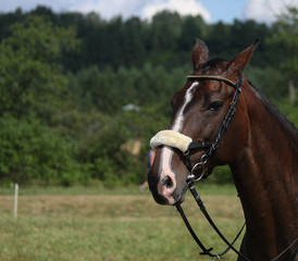 Obraz premium Brown horse with bridle on a meadow