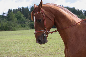 Obraz premium Brown horse with bridle on a meadow