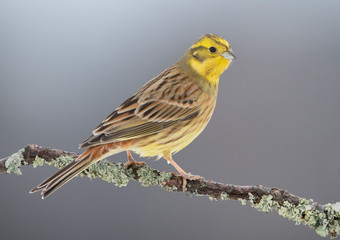 Yellowhammer (Emberiza citrinella)