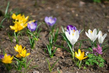Purple white and yellow crocus flowers bloom