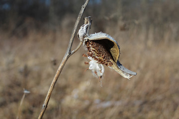 Milkweed pod with seeds and fluff at Lions Woods in Des Plaines, Illinois