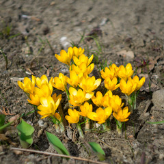 Yellow crocus flowers bloom