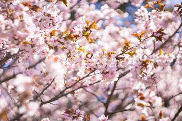 Sakura flowers bloom in spring