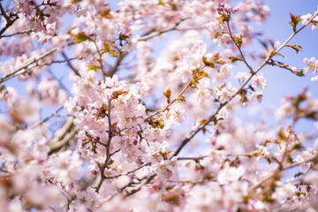 Sakura flowers bloom in spring