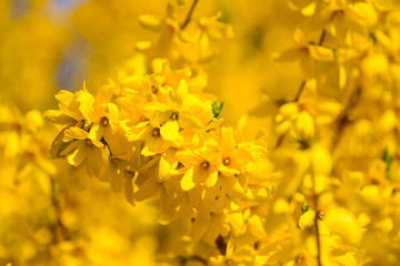 Forsythia yellow flowers bloom in spring
