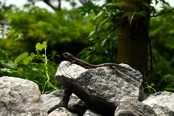 gray lizard in a natural environment in a nature park
