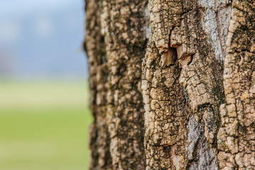 Close-up su corteccia di albero.