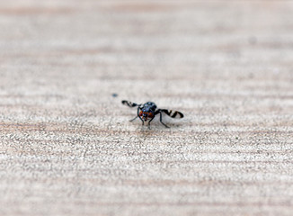 unusual tropical fly sits on a tree in the forest