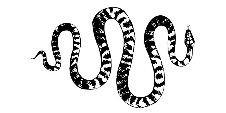 vector  snakes pencil drawing, vintage style graphic black and white, viper, python illustration