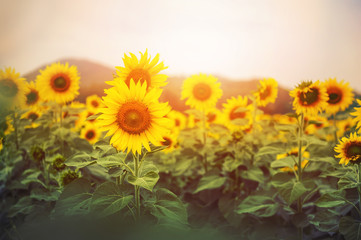 Beautiful Sunflower flowers field over sunset light with mountains