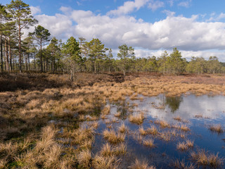 beautiful swamp landscape with white clouds in the sky