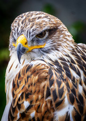 Falke mit Beuteblick