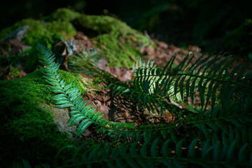 Pacific Northwest Forest Floor. A lush, temperate rainforest floor of the Pacific Northwest.