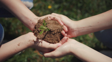 Eco-friendly concept. Close-up view of woman hands holding soil with a young green plant seedling above the ground. People planting trees in the park in summer.