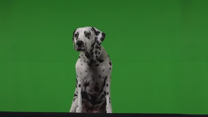 dalmatian dog green screen