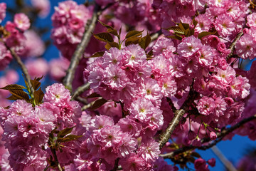 Ornamental flowering cherry tree blossoms in springtime. There are dozens of ornamental cherry tree varieties grown in the United States and around the world. 