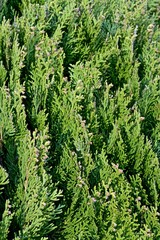close-up branches of juniper with flowers and cones close-up