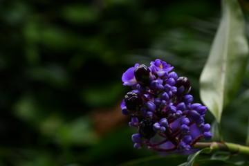purple flowers on a green background in a natural environment