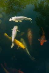 Carp koi fish in a pond