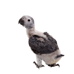 Timneh African Grey Parrot isolated on white