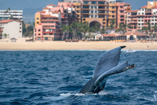 Humpback Whale In Cabo San Lucas