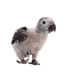 Timneh African Grey Parrot isolated on white