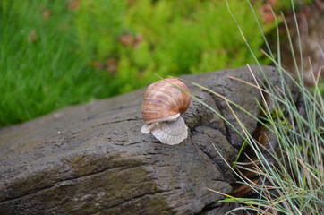 snail on a tree