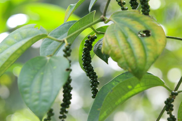 Green pepper fresh herb raw material on branch tree with green leaves in the garden