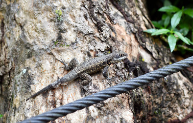 gray lizard in a natural environment in a nature park