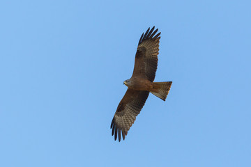 portrait black kite (milvus migrans) flying in blue sky with open wings