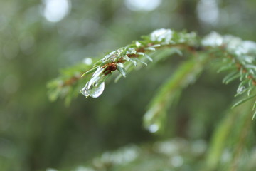 drop of water on a spruce branch