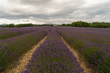 Naklejka na ściany i meble Lavender flowers blooming scented fields in endless rows. Landscape in Valensole plateau, Provence, France, Europe