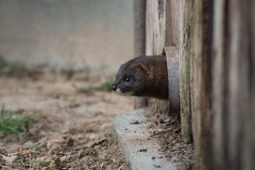 Cute Little European Mink Madrid