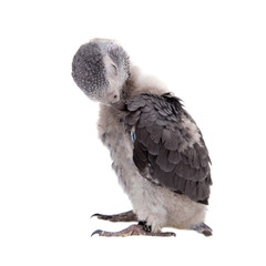 Timneh African Grey Parrot isolated on white