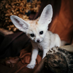 Pretty Fennec fox cub on brown backgorund